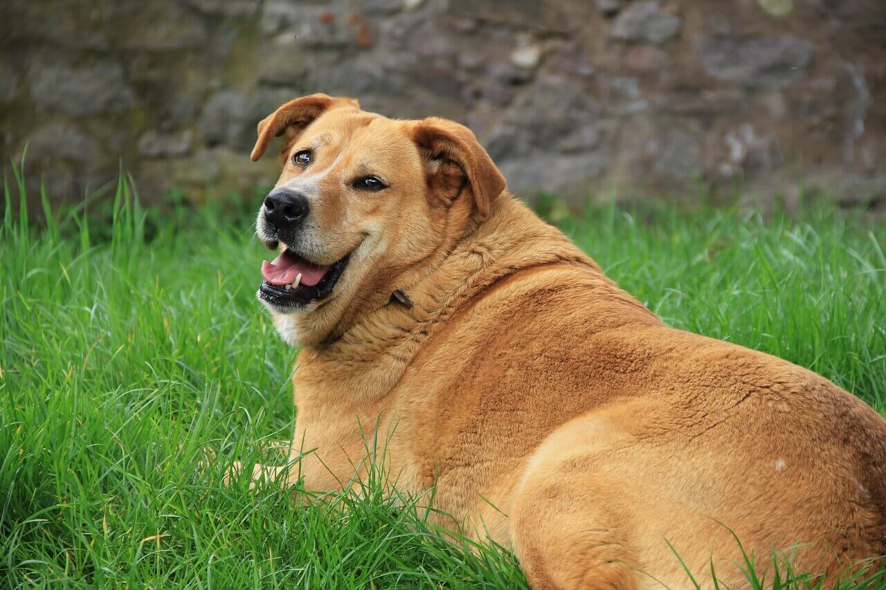 Dog Obesity: How to Help Your Dog Lose Weight