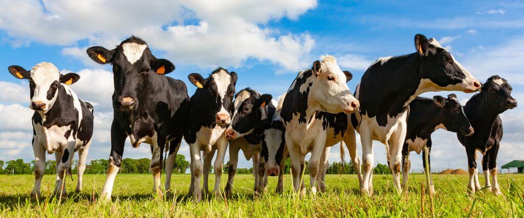 Cow Appreciation Day: The Importance of Dairy Cows in Our Lives and Ecosystem