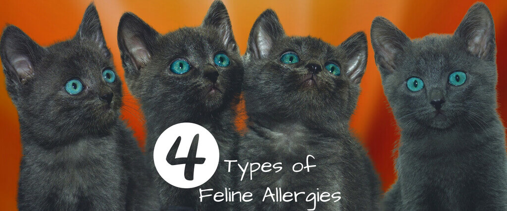 Four Types of Feline Allergies