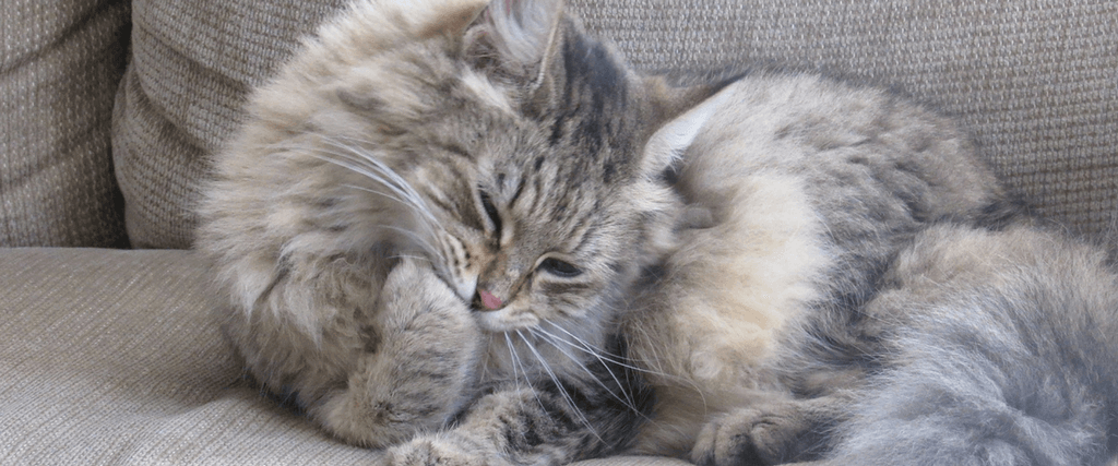 Cat Grooming: What's Unusual? 