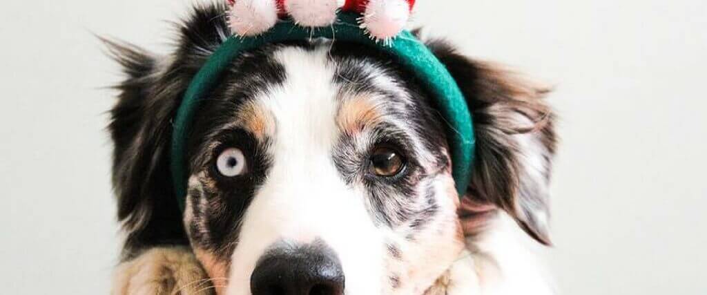 How to Prevent Dog Emergencies During the Holidays (and Anytime) 