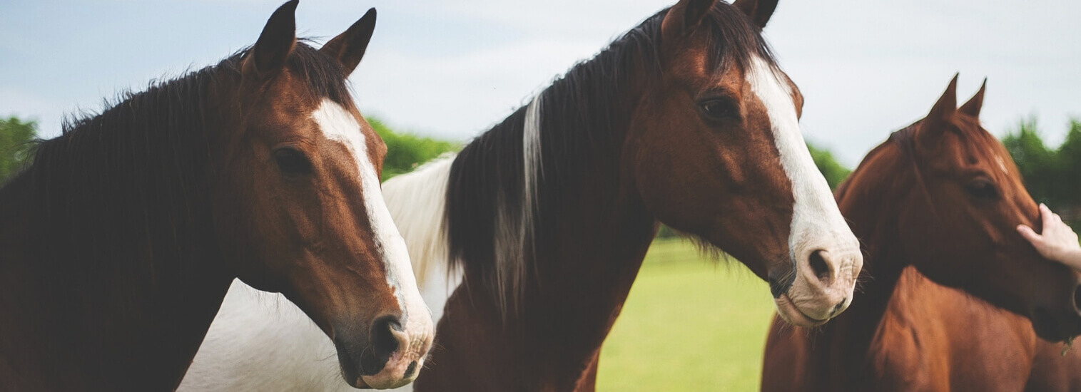 Top Rated Local Veterinarians – Valley West and Elk Valley Veterinary ...