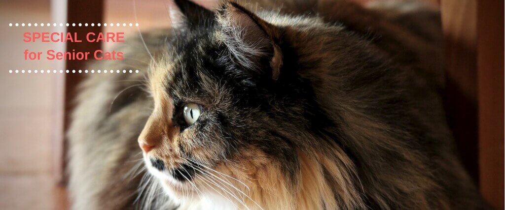 Special Care for Senior Cats: What Cat Lovers Want to Know