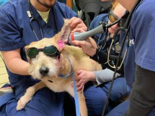 Cold therapy for outlet dogs