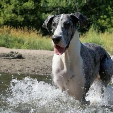 do great dane puppies bark a lot