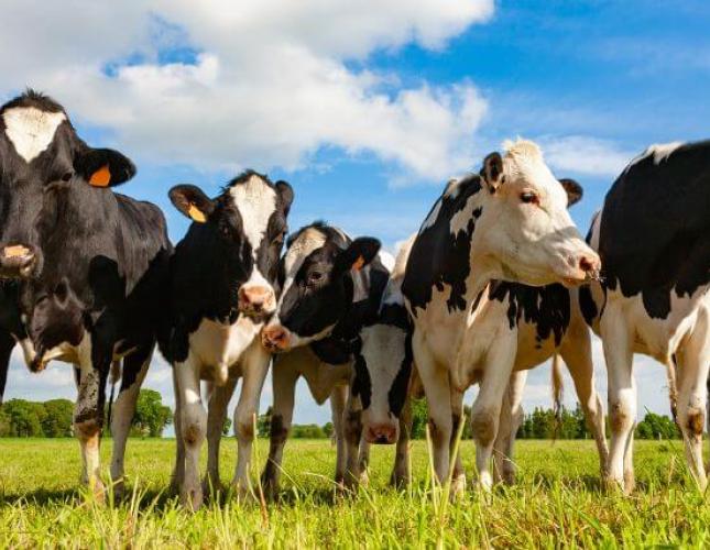 Cow Appreciation Day: The Importance of Dairy Cows in Our Lives and Ecosystem