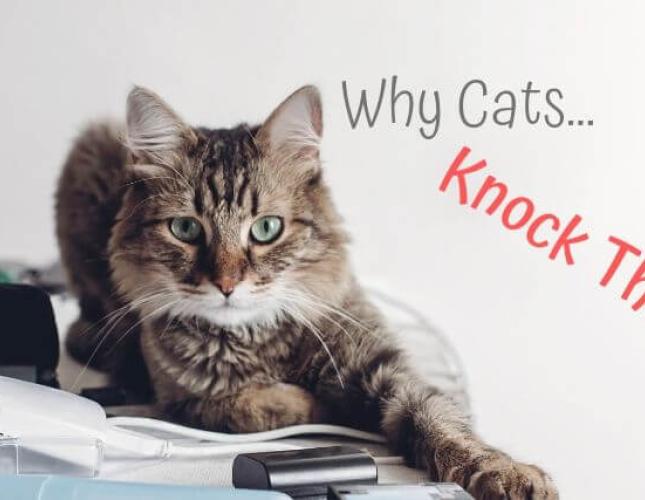 Why Cats Knock Things Over