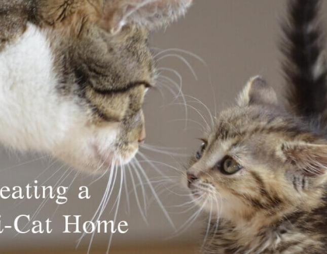 Creating a Harmonious Multi-Cat Family