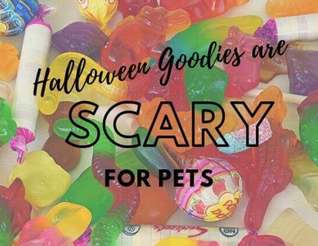 Halloween Goodies are Scary for Pets