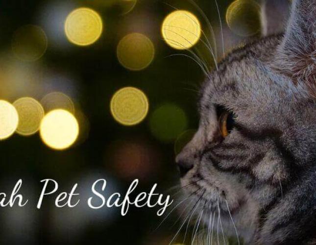 6 Tips for Hanukkah Pet Safety