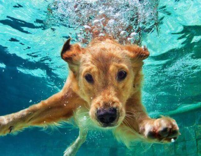 Crucial Lessons For Keeping Your Dog Safe Around Water