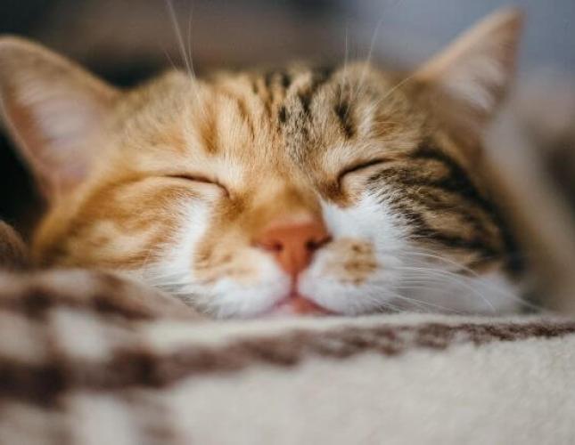 5 Cat Wellness Tips in Honor of Pet Wellness Month