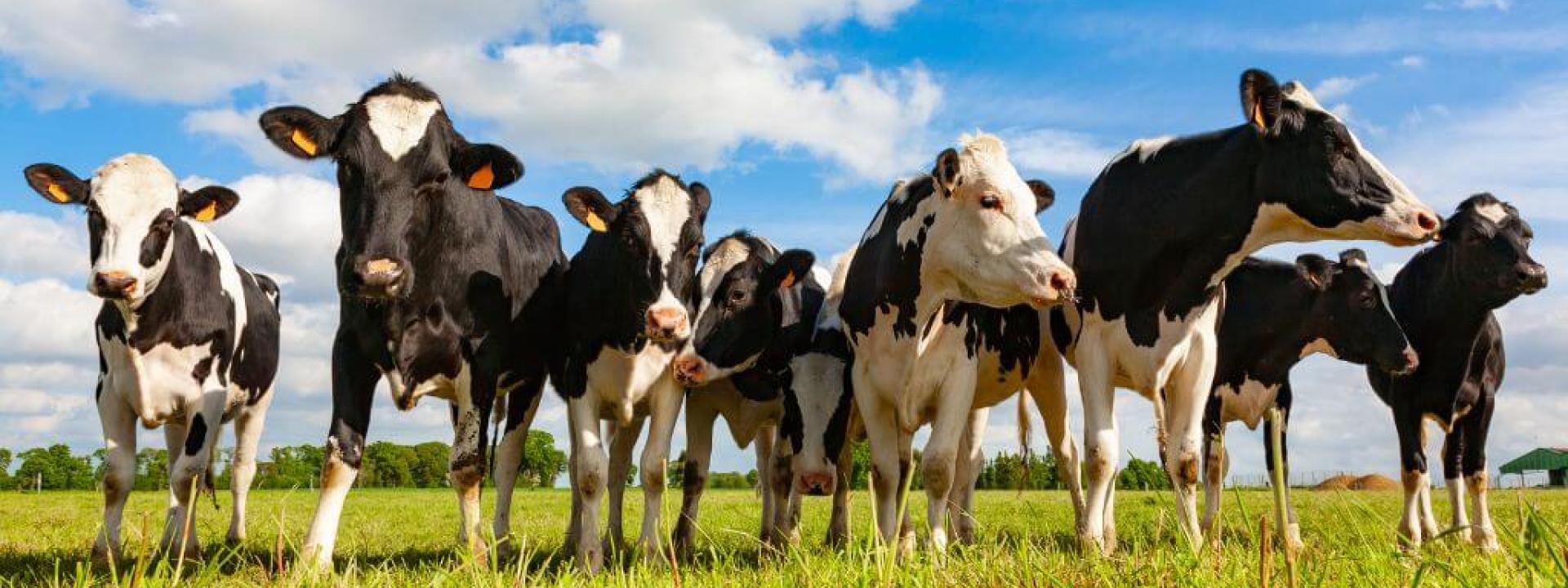 Holstein cows on dairy farm pasture.