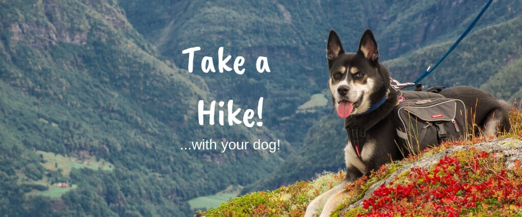 Take a Hike! Top 6 Benefits of Walking Your Dog
